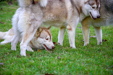 Naklejka na ściany i meble Red-and-white siberian husky is lying and playing on the ground while her friend bestrides her.