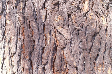 Surface of tree Unevenness