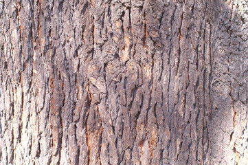 Surface of tree Unevenness