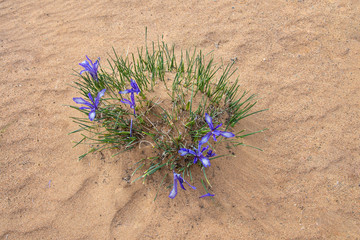 bright beautiful purple iris flowers growing in sand  