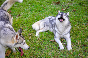 Happy siberian husky is smiling at the camera while another siberian husky is looking somewhere...