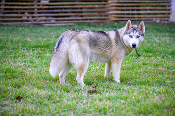 Young grey-and-white siberian husky is playing with a wooden stick during her playtime in the green field.