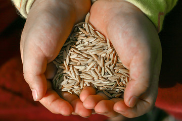 Closeup of two hands holding pile of brown jasmine rice in the husks.