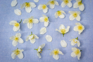 White flowers on blue background