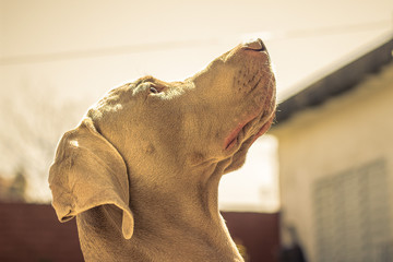 Perro