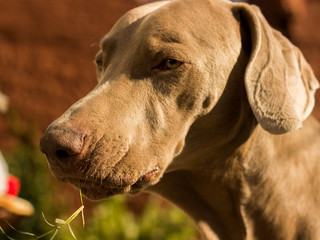 Perro