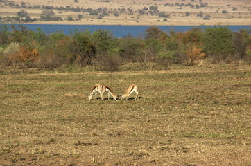 Springboks at Pilanesberg National Park, North West Province, South Africa