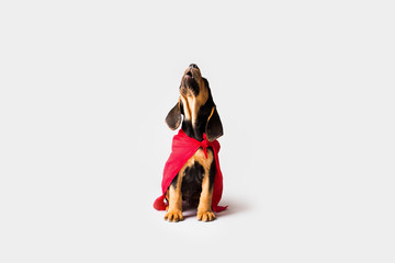 Fototapeta na wymiar Superhero Dog in Red Cape