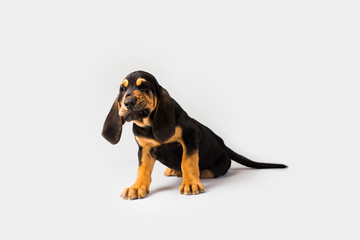 Bloodhound Puppy Dog on Isolated Background - obrazy, fototapety, plakaty