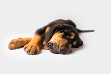 Bloodhound Puppy Dog on Isolated Background
