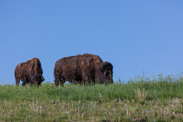 Large Buffalo on a Hilltop