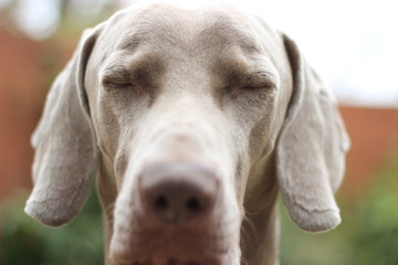 Perro