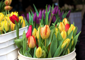 beautiful tulips bouquets