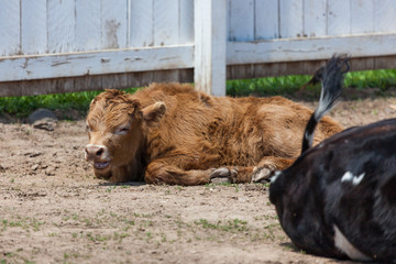 Obraz premium Baby Cow Laying in the Sunshine