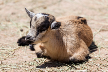 Baby Goat Laying in the Sunshine