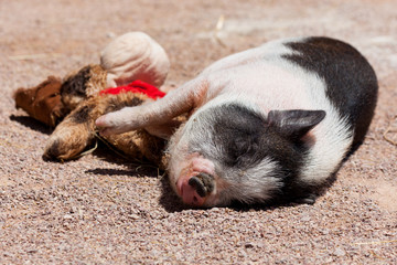 Pig with a Toy