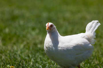 White Chicken in the Sunshine