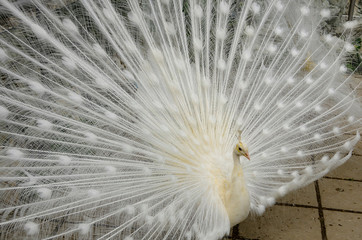 Obraz premium peacock with feathers out