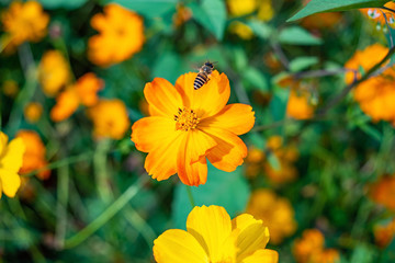 Spring bee collecting honey in the flower sea