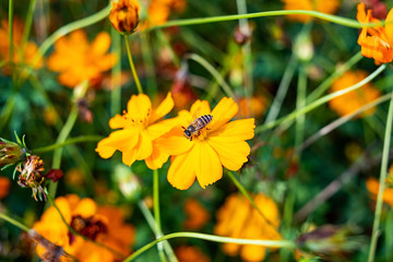 Spring bee collecting honey in the flower sea