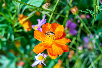 Spring bee collecting honey in the flower sea