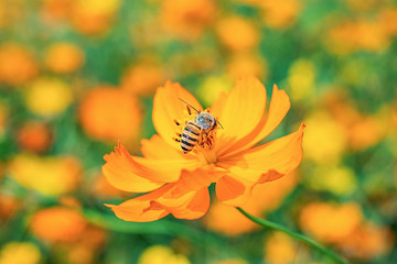 Spring bee collecting honey in the flower sea