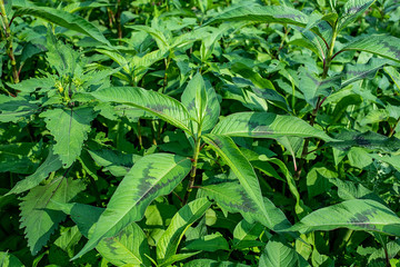 Spring sorrel leaves