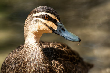Wandering Whistling Duck
