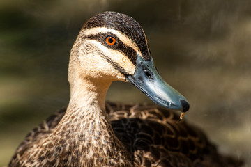 Wandering Whistling Duck