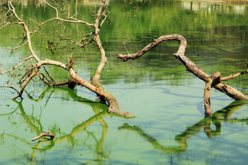small tree in a pond