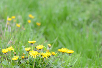 Dandelion in green fields