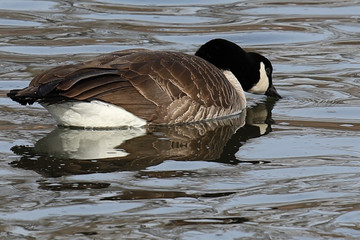 canada goose canadensis