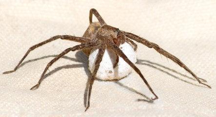 Nursery web spider  protecting her egg cocoon