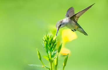 Hummingbird in flight feeding from yellow flower