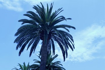 Upward view of a tall palm tree with blue sky background