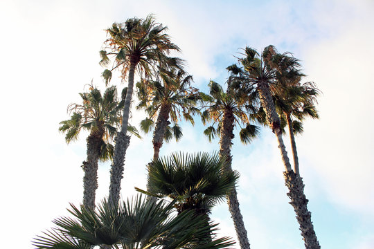Upward view of a group of tall palm trees with cloudy blue sky background