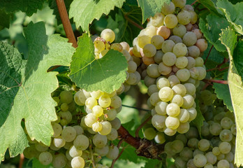 bunch of grapes on the vine