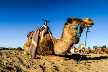 camel in the desert, photo as background