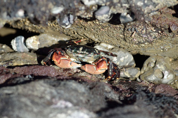 Pachygrapsus crassipes or striped shore crab