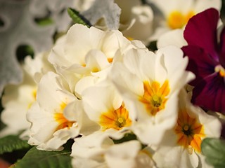 Fototapeta na wymiar 白いジュリアンの花