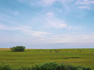Obraz premium Landscape with cattle and blue sky
