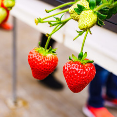 [日本] イチゴ狩り (No.3111c)