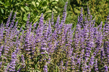 lavender flower field in the garden in summer day.