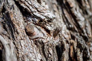 Macro Tree Detail