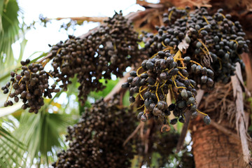 Fruit cluster of a Chinese fan palm containing seeds. (Livistona chinensis R. Br. ex Mart.)
