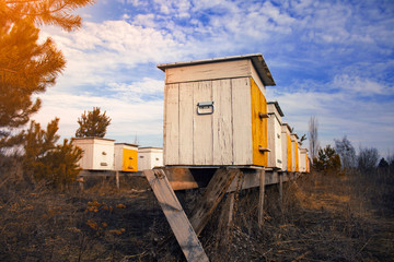 Hives of bees on the apiary and the background sky with clouds.