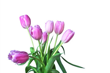 Beautiful bouquet of pink tulips, Liliaceae Lilieae tulipa, with green leaves isolated on white.