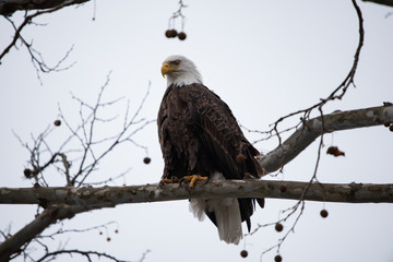 Eagle of Atalanta