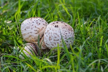 Naklejka na ściany i meble mushrooms in the grass