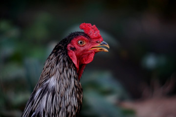 Chicken in the morning.